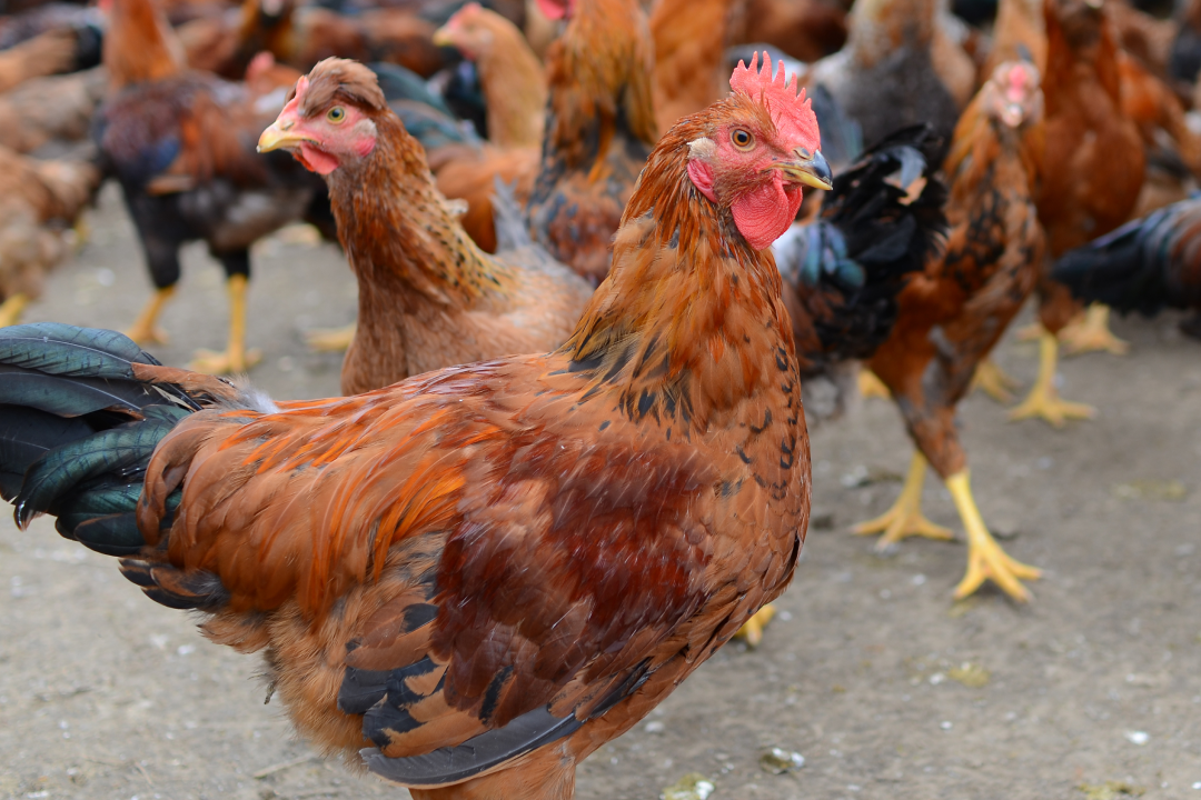 土の上を歩く茶色や黒の羽をもつ鶏たち