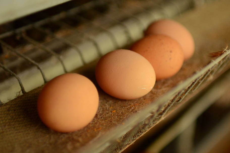 産みたての塚だま®が4つ